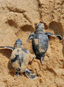 Tortugas marinas en Mazunte